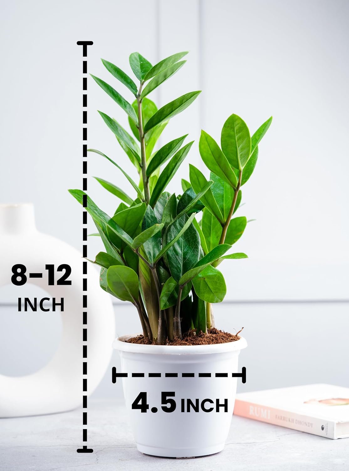 Nurturing Green® Air Purifying Live Indoor ZZ Plant
