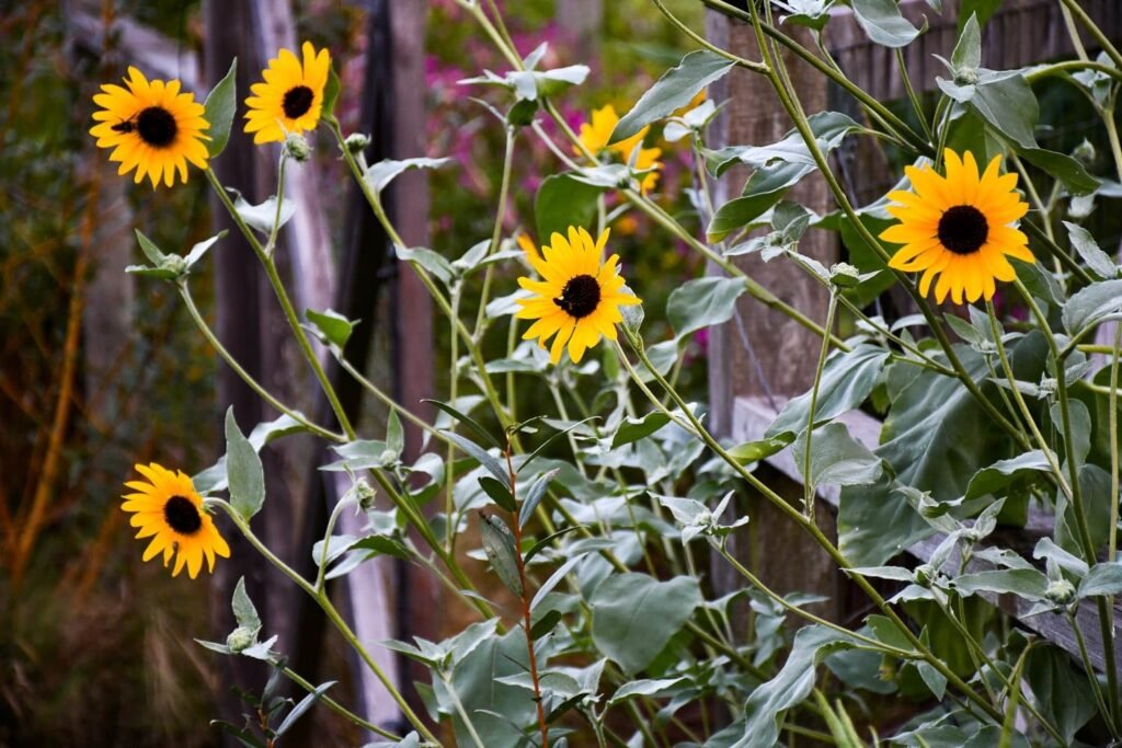 iqoo 13 camera shoot